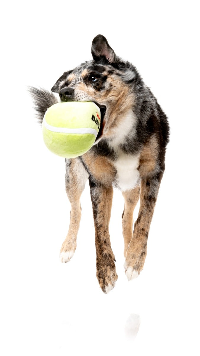 Tennis Ball - Dog Toy by FuzzYard