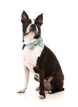 Dreamtime Koala - Bowtie by FuzzYard