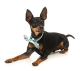 Dreamtime Koala - Bowtie by FuzzYard