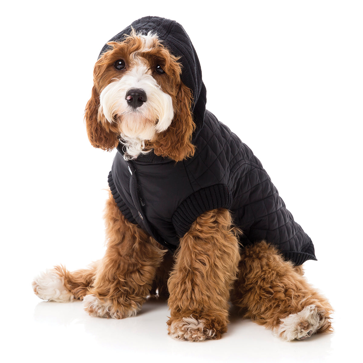 FuzzYard Jersey Knit with hood for dogs in black