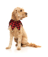 Jester Collar - Christmas Pet Accessory by FuzzYard