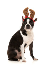 Reindeer Antlers - Christmas Pet Accessory by FuzzYard