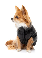Long Hair Chihuahua wearing East Harlem Dog Puffer Jacket