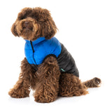 Cavoodle Wearing Blue East Harlem Dog Puffer Jacket