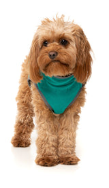 Fitzroy Jacket - Green by Fuzzyard