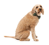 Jolly Gingerbread & Canes - Bowtie by FuzzYard