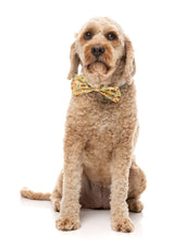 Outback Wonderland - Bowtie