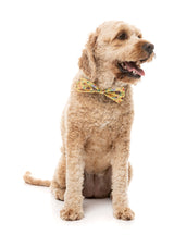 Outback Wonderland - Bowtie