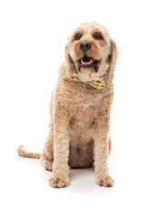 Outback Wonderland - Bowtie