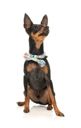 Miniature Pinscher wearing you drive me glazy pet bowtie