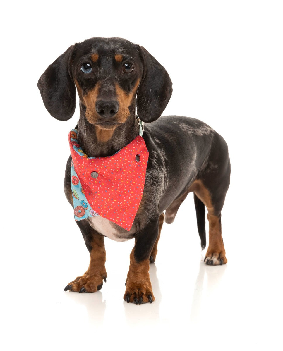 small dog wearing the you drive me glazy bandana by fuzzyard