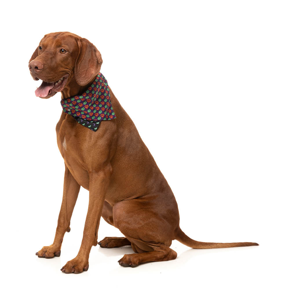Be My Ghoul - Bandana - Halloween Pet Accessory by FuzzYard