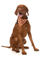 Boogie Nights - Bandana - Halloween Pet Accessory by FuzzYard