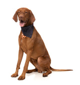 Boogie Nights - Bandana - Halloween Pet Accessory by FuzzYard