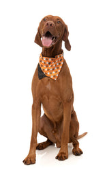 Oogey Boogey Boo Bandana - Halloween Pet Accessory by FuzzYard