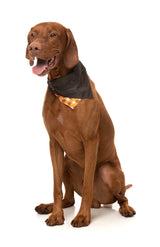 Oogey Boogey Boo Bandana - Halloween Pet Accessory by FuzzYard