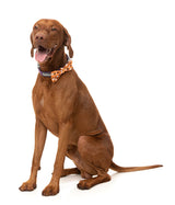 Oogey Boogey Boo - Bowtie - Halloween Pet Accessory by FuzzYard