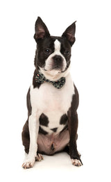 Savanna - Bowtie by FuzzYard