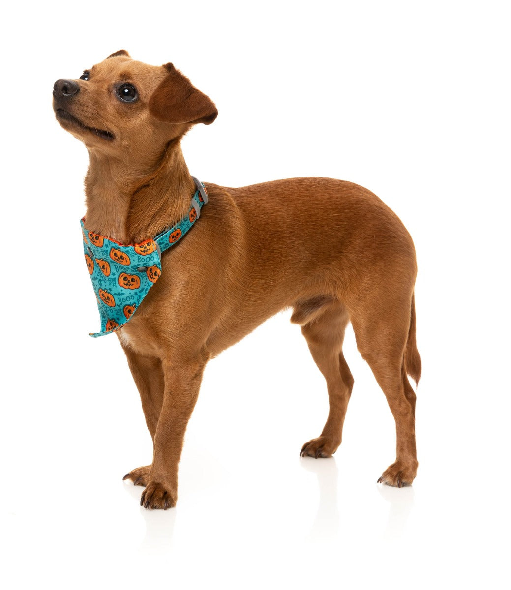 Jack Jack Jackie Lantern Bandana - Teal by FuzzYard