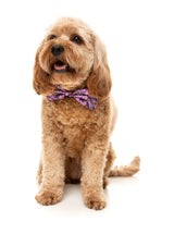 FuzzYard Fiesta - Bowtie by FuzzYard