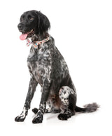 Tinsel Time - Dog 2 Pack