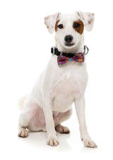 Oh My Gourd! - Dog 2 Pack