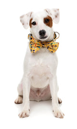 What the Duck - Dog 2 Pack