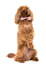 Meat Heads - Dog 2 Pack