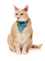 Wild One Aqua - Cat Fashion Pack by FuzzYard