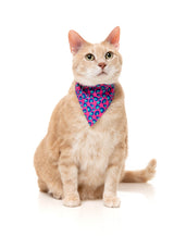 Wild One Bubblegum - Cat Fashion Pack by FuzzYard