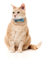 Soy Sauce Fish - Cat Fashion Pack by FuzzYard