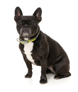 Sk8ter Gator - Dog Collar by FuzzYard