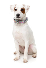 Bubblegum Burst - Dog Collar by FuzzYard