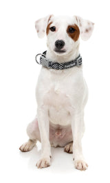 Fitzroy - Dog Collar by FuzzYard