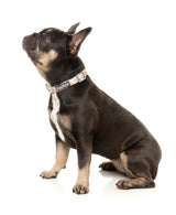 Yazd - Dog Collar by FuzzYard