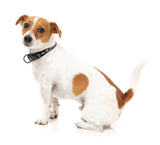 FY Active Collar - Black