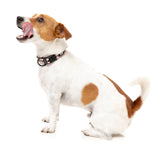 FY Active Collar - Peach