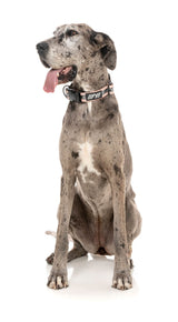 FY Active Collar - Peach