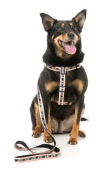 FY Active Lead - Peach