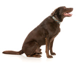 Rainbow Northcote - Dog Collar by FuzzYard