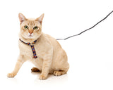 Caturday Night Fever - Cat Walking Set by FuzzYard