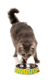 Sk8ter Gator - Easy Feeder Cat Bowl by FuzzYard