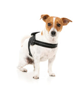 Flash Harness - Blackout by FuzzYard