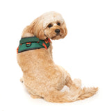 Flash Harness - Commando by FuzzYard