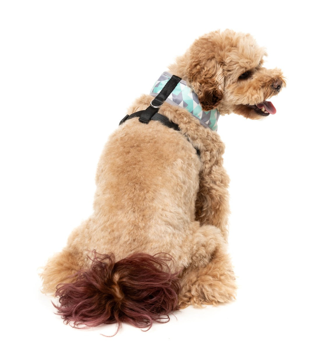 Mint Fizz - Harness by FuzzYard