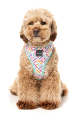 Bubblegum Burst - Harness by FuzzYard