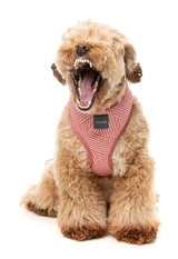 Thornbury - Brick Red - Harness by FuzzYard