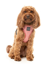 Thornbury - Brick Red - Harness by FuzzYard