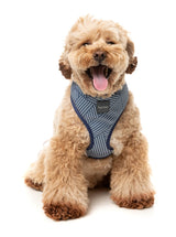 Thornbury - Aegean Blue - Harness by FuzzYard