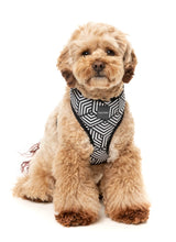 Fitzroy - Harness by FuzzYard